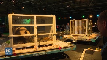 Two giant pandas arrive in Netherlands