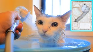 My cat became beautiful with Mirable Plus ultrafine bubbles【cat shampoo】