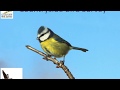 Countryside Bird Survey (CBS) training