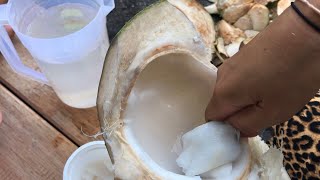vlog cuaca panas makan dan minum kelapa muda - cara mengupas kelapa muda