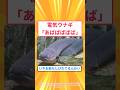【2ch面白いスレ】電気ウナギ「あばばばばば」いやお前もしびれてるんかい#2ch#2ch面白いスレ#2ちゃんねる