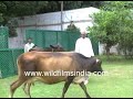 Chaudhary Devi Lal inspecting cows, walking the lawns of his residence | Archival Footage Mp3 Song