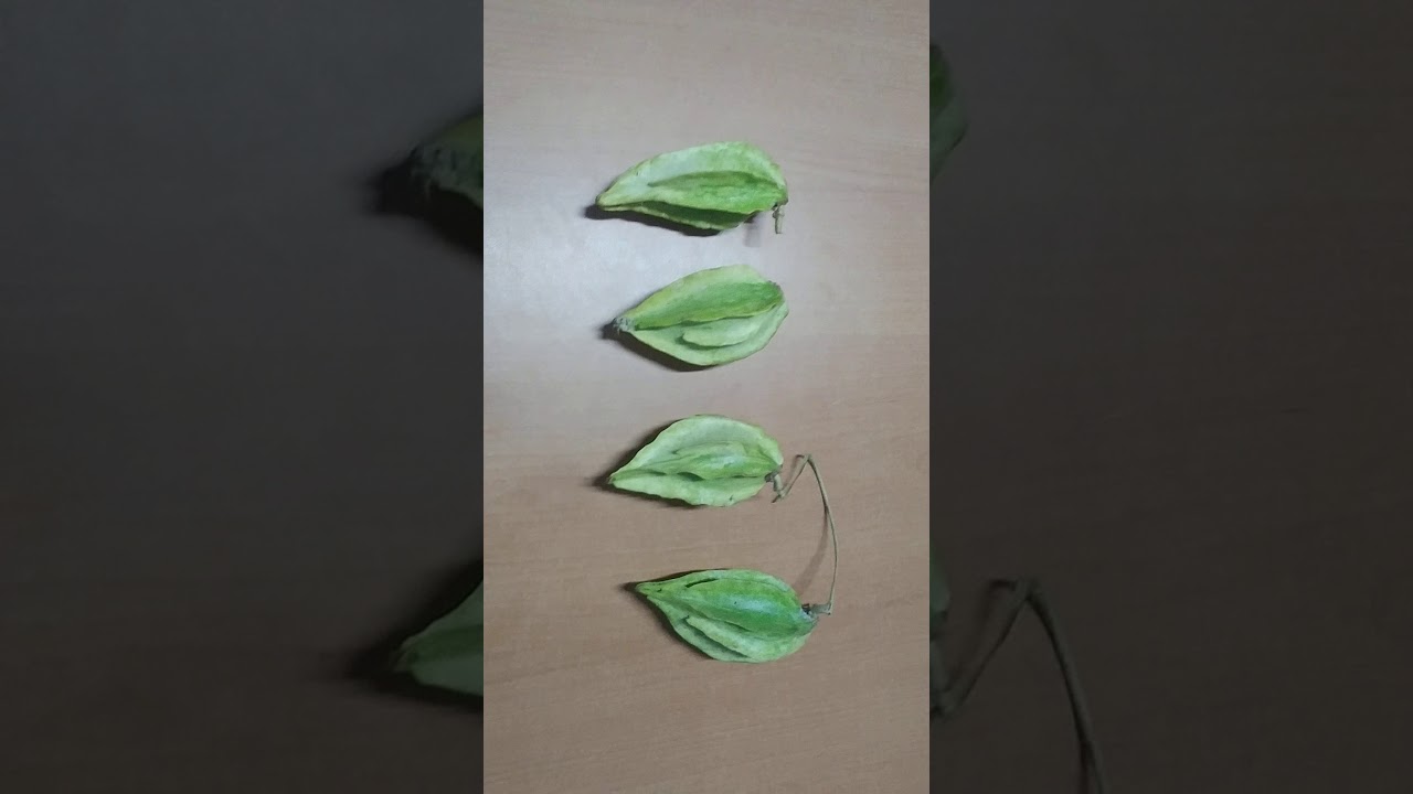 Fruta exotica de Honduras - YouTube