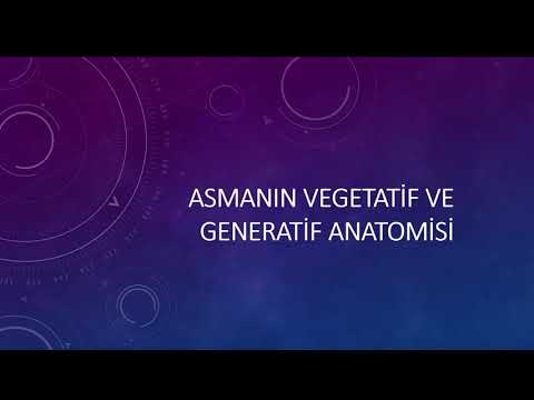 ASMANIN VEGETATİF VE GENERATİF ANATOMİSİ