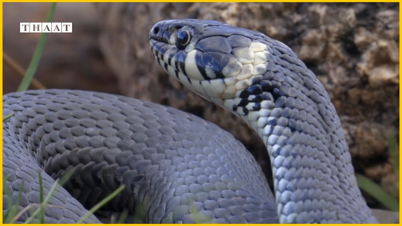 Snake Sound Effects (Hissing / Hiss) | Sound Snake Video | The Thaat, Hissing snake sound effect.