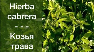 Plantas silvestres comestibles. Hierba Cabrera | Съедобные дикорастущие растения. Херб Кабрера