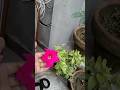pink phool ki khoobsuri#viralvideo #cutephool #yutubeshorts#viralsong #apikilaife