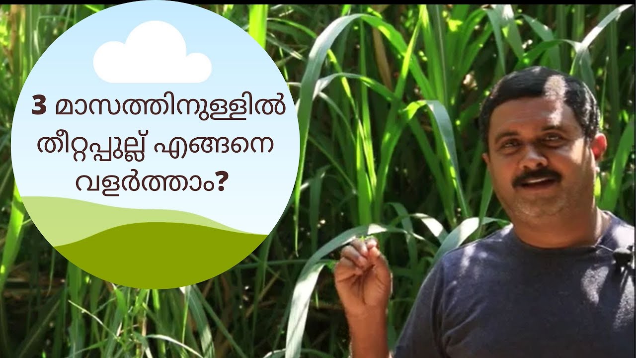 തീറ്റപ്പുൽക്കൃഷി - ഒരു പഠനം | Fodder Grass Farming