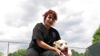 Meet Shelter Star - Syracuse