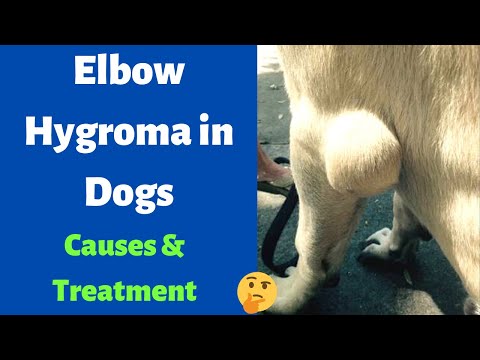 वीडियो: एक कुत्ते में सिस्टिक हाइग्रोमा