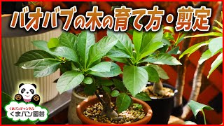 簡単 バオバブの木の育て方 剪定方法 くまパン園芸 Youtube