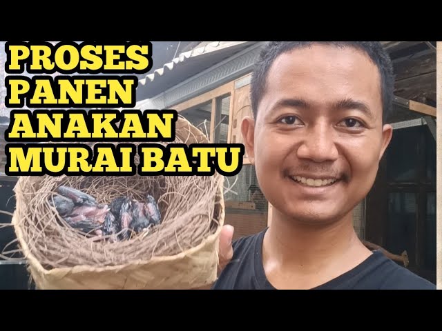 PANEN MURAI BATU HASIL KEBUN SENDIRI #PTRKBF || TERNAK MURAI BATU class=