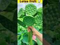 "Lotus Fruit: The Hidden Delicacy You Need To Try!"🤯 #shorts #youtubeshorts