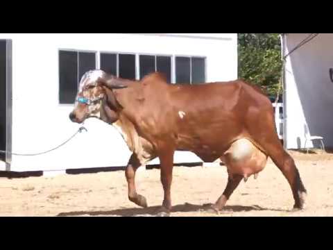 LOTE 07   MARJORY FIV DO BASA   BASP 1478