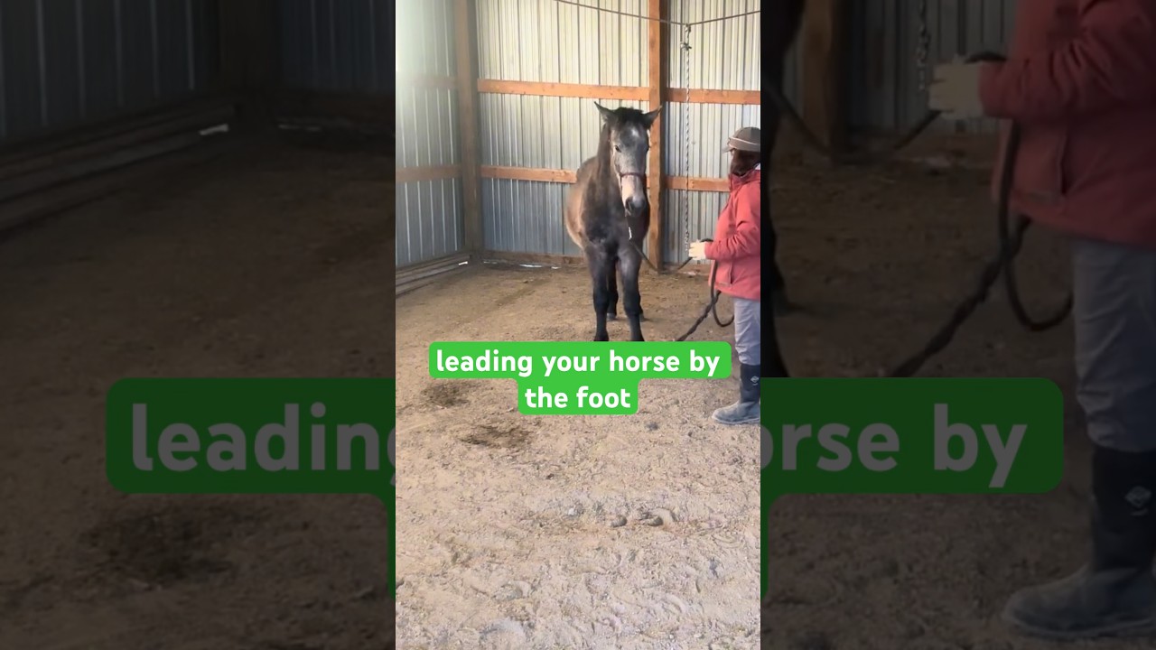 Leading Your Horse By The Foot