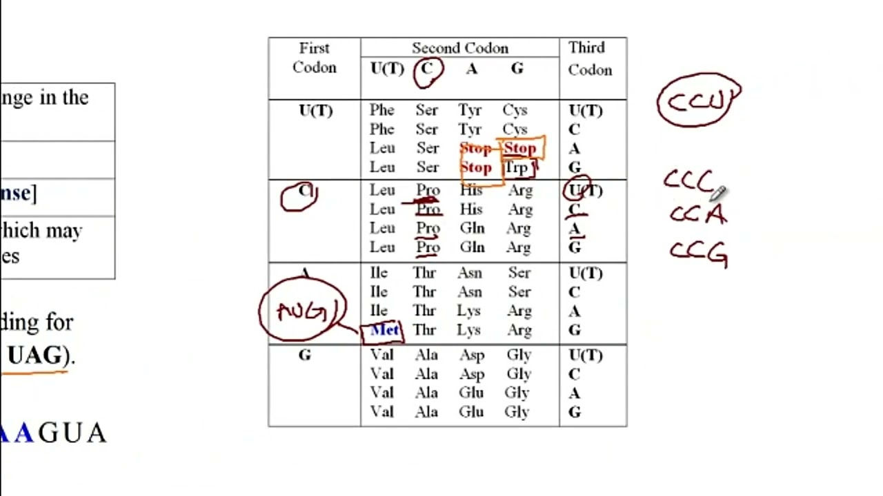 USMLE ACE Video 20: Silent, Missense, Nonsense, and Frameshift DNA mutations