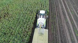 Harvesting Organic Corn