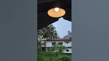 Single Bird Shortvideo 