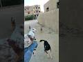 خرجت شيماء اول مرة الشارع شافت الكلاب يوسف صبحي 