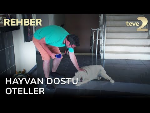 Video: En Evcil Hayvan Dostu Kaplıcalar