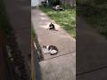 Cats in a planetary alignment #cat #shorts