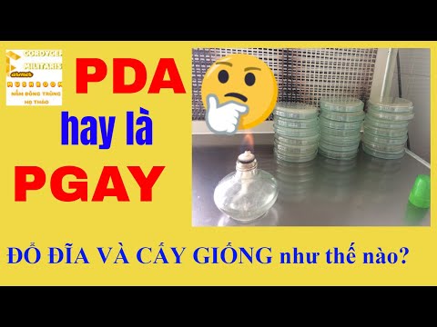 Video HƯỚNG DẪN làm môi trường PDA và cấy giống cấp 1, 2... - youtube