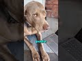 SU PERRO TENÍA ALGO EN LA BOCA!! 😯