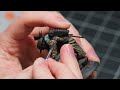 Middle of video