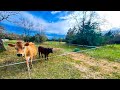 Rotational Grazing GAME CHANGER?  |  Greg Judy 5 Acre Fence Design in REAL LIFE