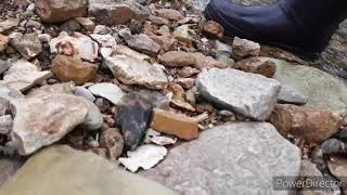 A True OMG!!! Absolute SMOKER!!! Watch till the end. Missouri Arrowhead Hunting