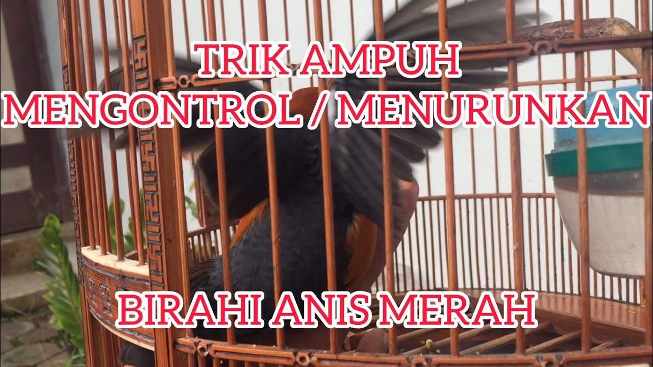 ANIS MERAH OVER BIRAHI PASTI SETABIL KEMBALI DENGAN TRIK INI