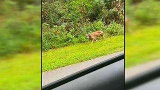 Burke County neighborhood say loose dogs are damaging cars | WSOC-TV