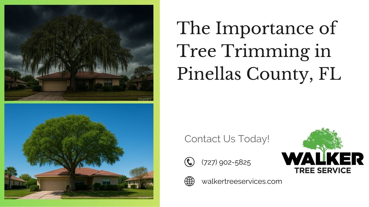 The Importance of Tree Trimming in Pinellas County, FL - YouTube