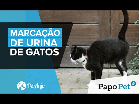 Marcacao De Urina De Gatos L Papo Pet Por Pet Anjo Youtube