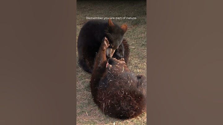 15 second baby #bear break