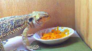 Bearded Dragon loves pumpkin