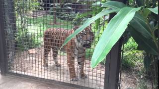 Suara panggilan kawin harimau