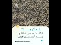 كائنات مجهرية تنتج ربع أكسجين الأرض