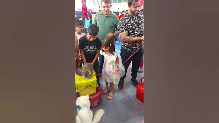 Video 5302391: american shorthair, bengal cat, doll face persian, maine coon, breed cat show, cat exploring, calico