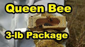 Installing Queen & 3-lb Bee Package with First Time Beekeeper Kyle Cherek