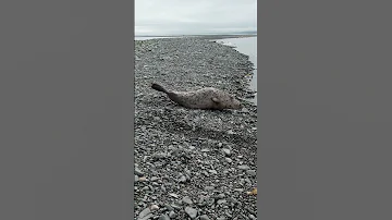 Кольчатая нерпа (Акиба) обитает в Охотском море/Cutest seals ringed seal