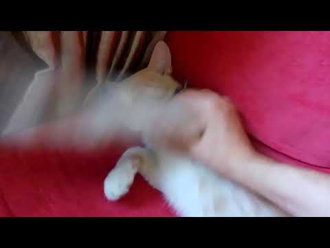 კაცური მოფერება - ბუდა