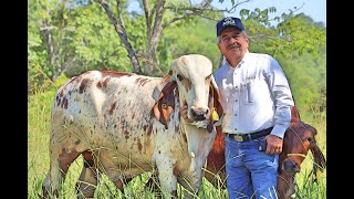 GYR ; GENÉTICA AL ALCANCE DEL PEQUEÑO PRODUCTOR / RANCHO SONIDO