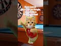 【Life Hacks】If you want a fair fight, search Google for ○○【Cat meme】