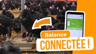 Améliorez vos performances en élevage de volailles avec la balance connectée ASCAgramme+ !