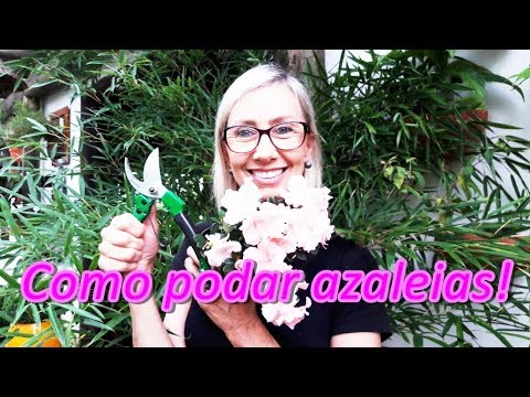 Vídeo: Poda de Azáleas - Como Aparar Arbustos de Azaléia & Quando Cortar Azaléias