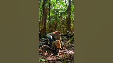 I want to help monkey #python #primitive #snake #Ai