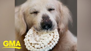 Terminally ill pup who was abandoned now living the dream with very own bucket list l GMA Digital