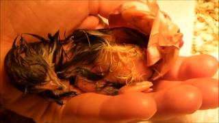 Unhatched Chick Rescue -- Helping a Chick Hatch