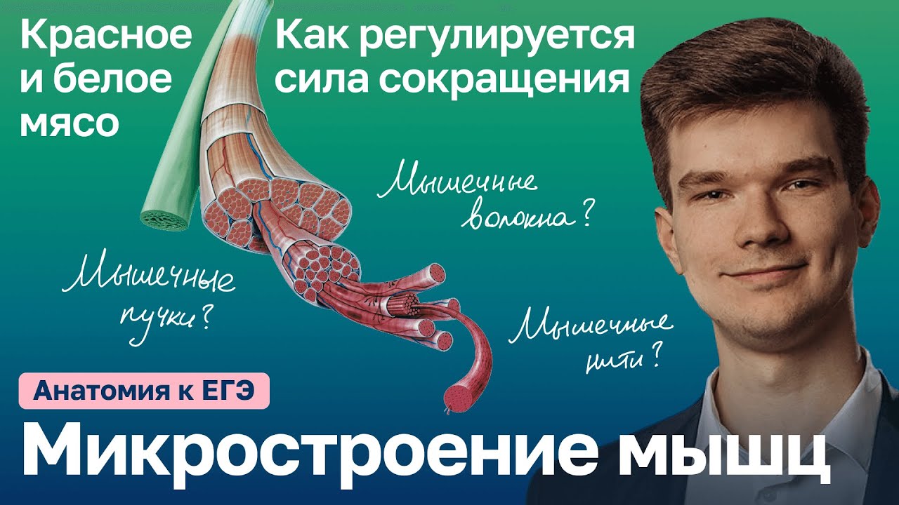6.18. Микростроение мышц | Типы мышечных волокон | Анатомия к ЕГЭ ...